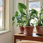 Apartment Rosa *
