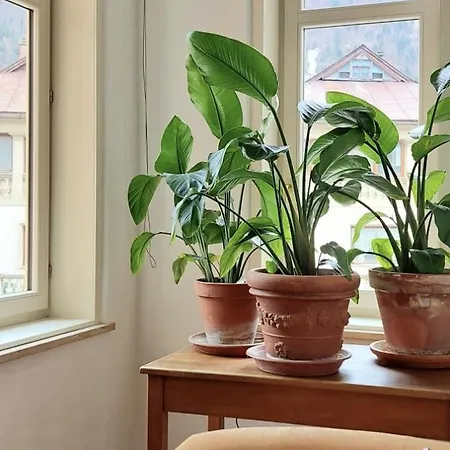 Apartment Rosa *
